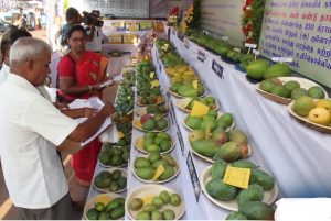 Salem Mango Festival